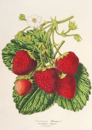 Fraisier Oscar