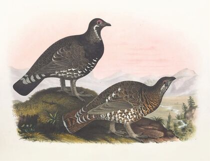 Franklin’s Grouse