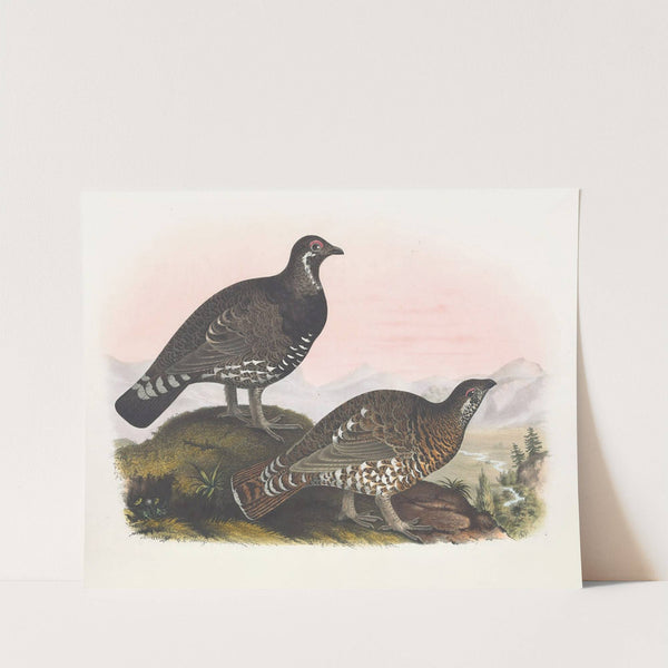 Franklin's Grouse by Daniel Giraud Elliot