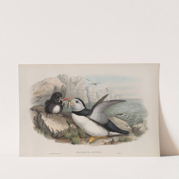 Fratecula arctica. Puffin. (1862-1873) by John Gould