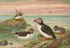 Fratercula arctica (L.), Arktischer Lund