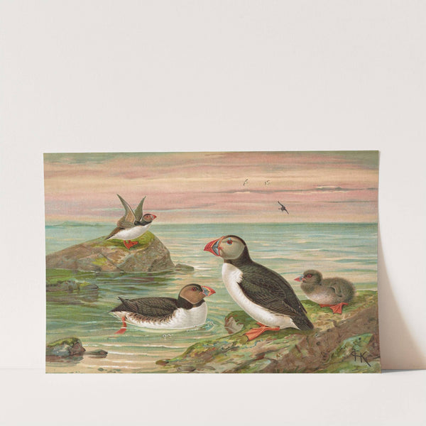 Fratercula arctica (L.), Arktischer Lund by Johann Friedrich Naumann