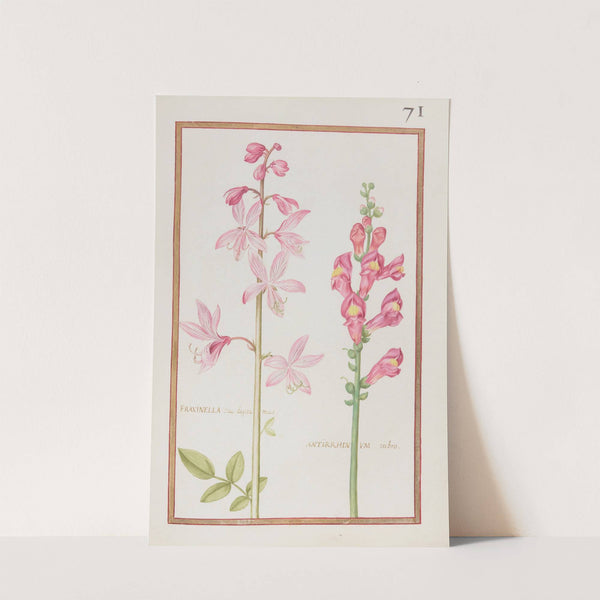 Fraxinella seu diptamus ; antirrhinum rubro (1624) by Daniel Rabel