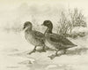 Freckled Duck (1922-1926)