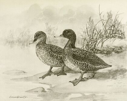 Freckled Duck (1922-1926)