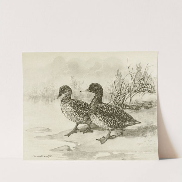 Freckled Duck (1922-1926) by Allan Brooks
