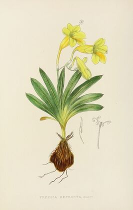 Freesia Refracta