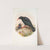 Fregilus graculus. Chough. (1862-1873) by John Gould