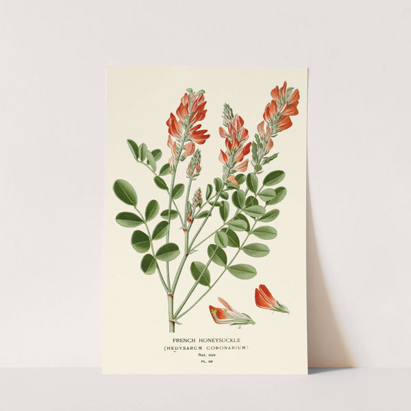 French Honeysuckle (1896-1897) by Edward Step