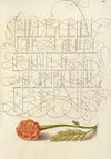 French Marigold (1561–1596)