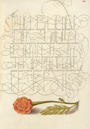 French Marigold (1561–1596)