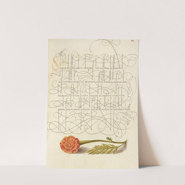 French Marigold (1561–1596) by Joris Hoefnagel