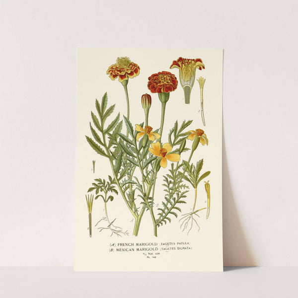 French Marigold, Mexican Marigold (1896-1897) by Edward Step