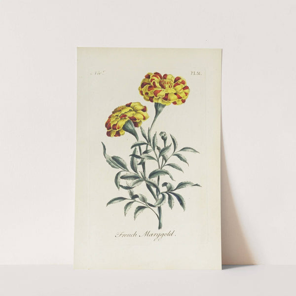 French Marygold by Carington Bowles
