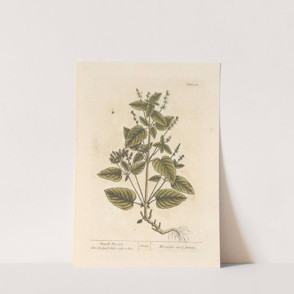 French Mercury by Elizabeth Blackwell