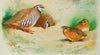 French Partridge And Chicks (1915)