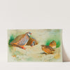 French Partridge And Chicks (1915) by Archibald Thorburn