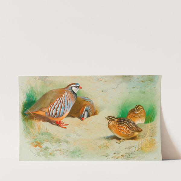 French Partridge And Chicks (1915) by Archibald Thorburn