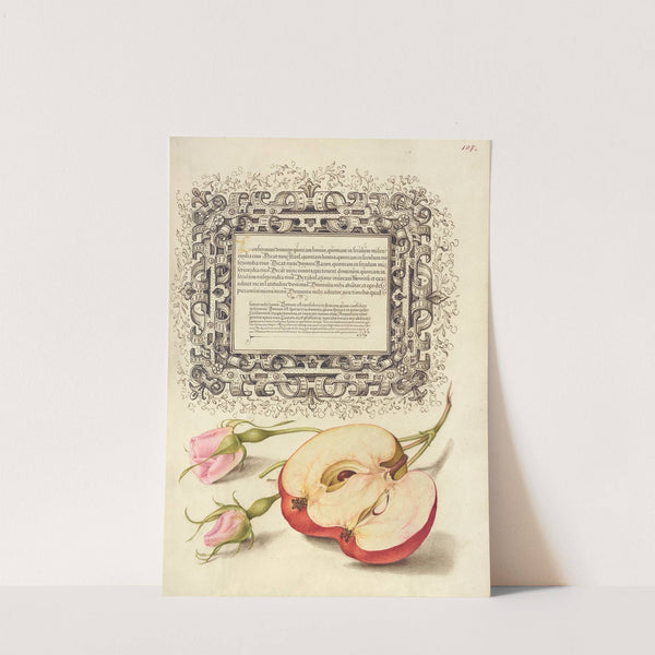 French Rose and Apple (1561–1596) by Joris Hoefnagel