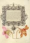 French Rose and Dwarf Nasturtium (1561–1596)