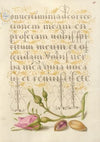 French Rose and Pistachio (1561–1596)