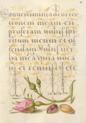 French Rose and Pistachio (1561–1596)