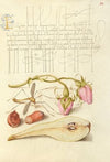 French Rose, Crane Fly, European Filbert, and Common Pear (1561–1596)