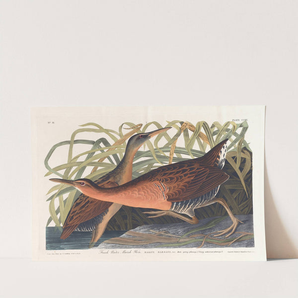 Fresh water marsh hen by John James Audubon