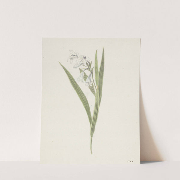 Fresia by Cornelis van Noorde