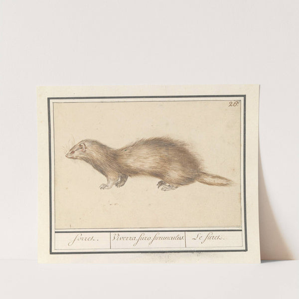 Fret (Mustela putorius furo) forret. Viverra. furo. furunculus. Le firet. (1596-1610) by Anselmus Boëtius de Boodt