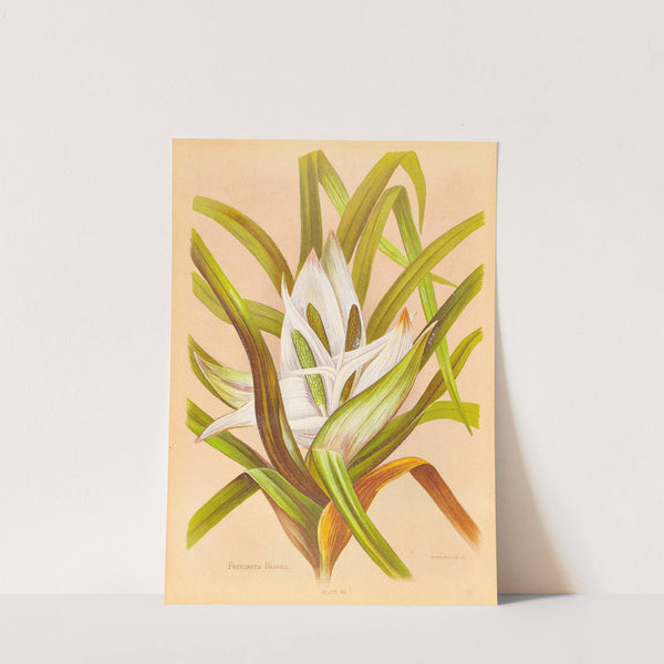 Freycinetia Banksii (1888) by Georgina Burne Hetley