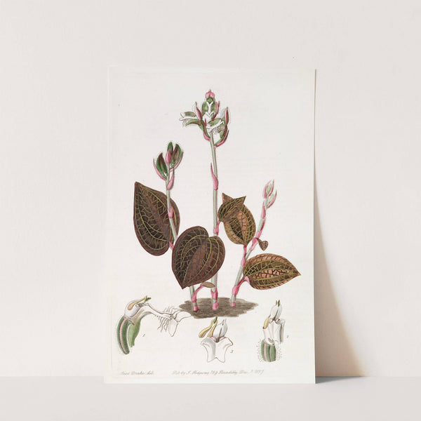 Fringed Anaectochilus by Sydenham Edwards