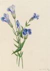 Arabis drummondii (1917)