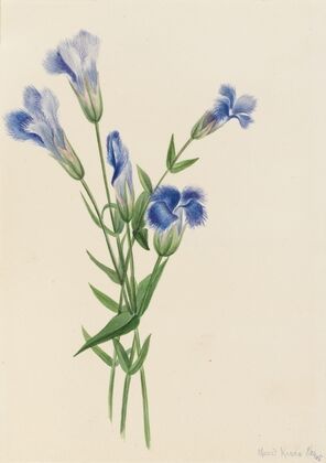 Arabis drummondii (1917)