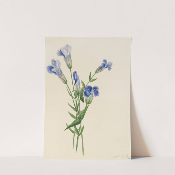Fringed Gentian (Gentiana crinita) (1905) by Mary Vaux Walcott