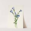 Fringed Gentian. Gentiana crinita (1925) by Mary Vaux Walcott