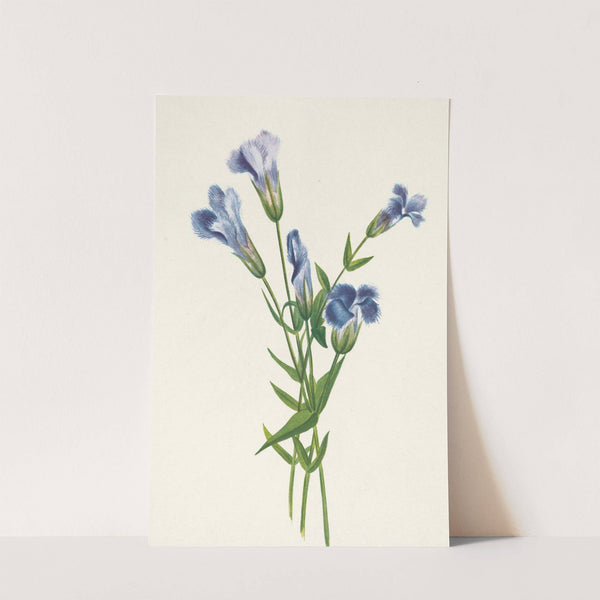 Fringed Gentian. Gentiana crinita (1925) by Mary Vaux Walcott