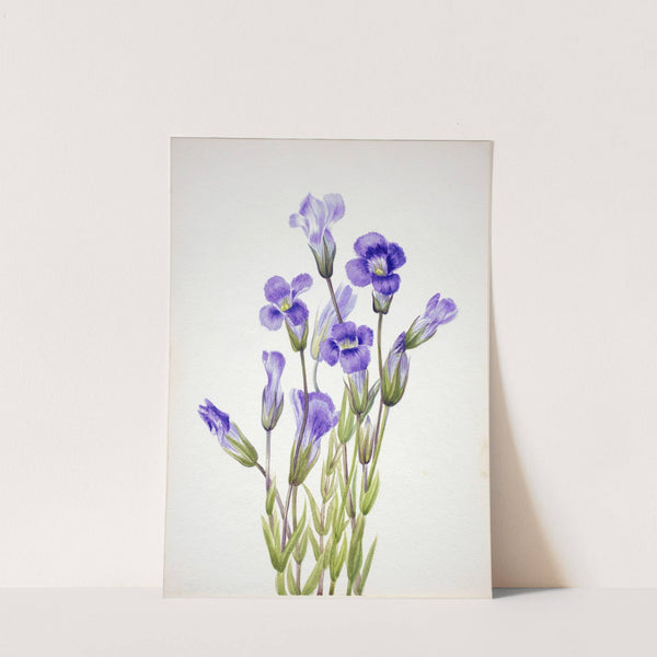 Fringed Gentian (Gentiana elegana) (1933) by Mary Vaux Walcott