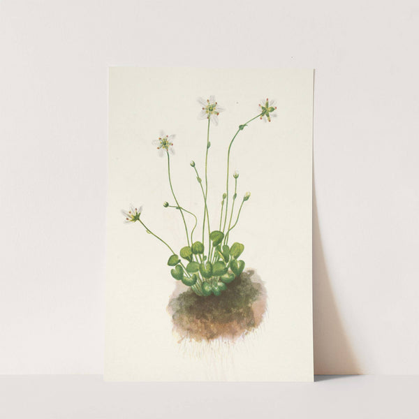 Fringed Parnassia. Parnassia fimbriata (1925) by Mary Vaux Walcott