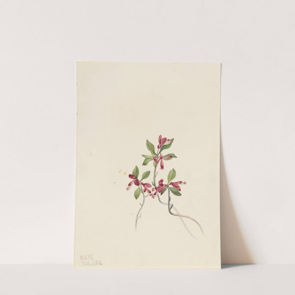 Fringed Polygala (Polygala paucifolia) (1920) by Mary Vaux Walcott