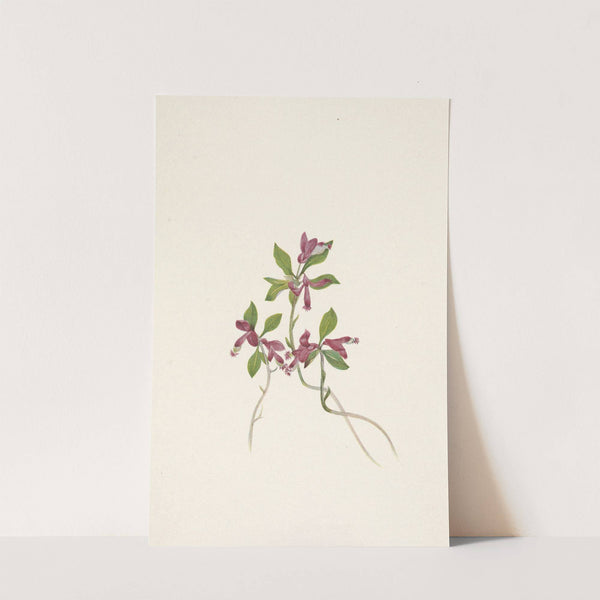 Fringed Polygala. Polygala paucifolia (1925) by Mary Vaux Walcott