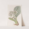 Fringed Saxifrage by Sydenham Edwards