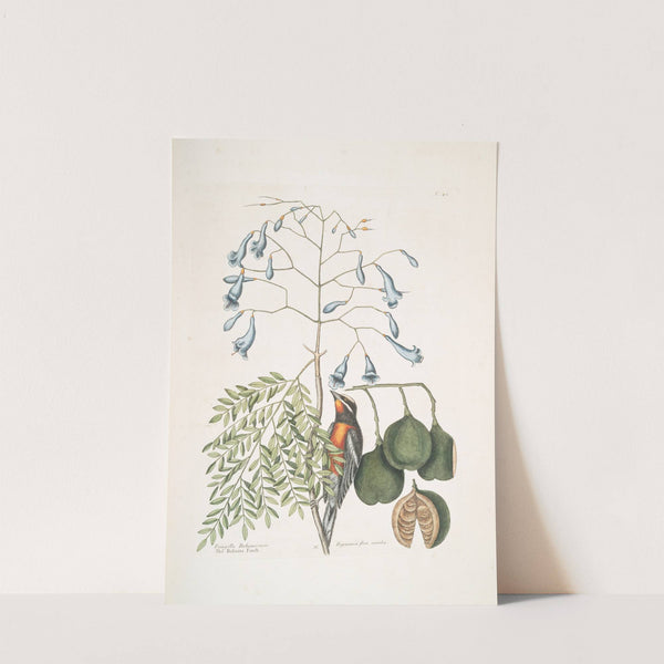 Fringilla Bahamiensis, The Bahama Finch; Bignonia flore coeruleo, The broadleafed Guaiacum with blue flowers. by Mark Catesby