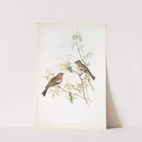 Fringilla cælebs. Chaffinch. (1862-1873) by John Gould