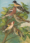 Fringilla montifringilla, Fringilla coelebs, Carduelis carduelis