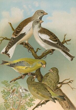 Fringilla nivalis, Chloris chloris