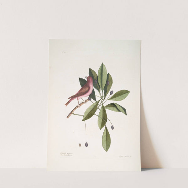 Fringilla purpurea, The Purple Finch; Tupelo Arbor &c., The Tupelo Tree. by Mark Catesby