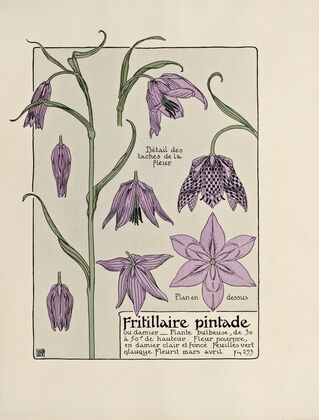 Fritillaire pintade