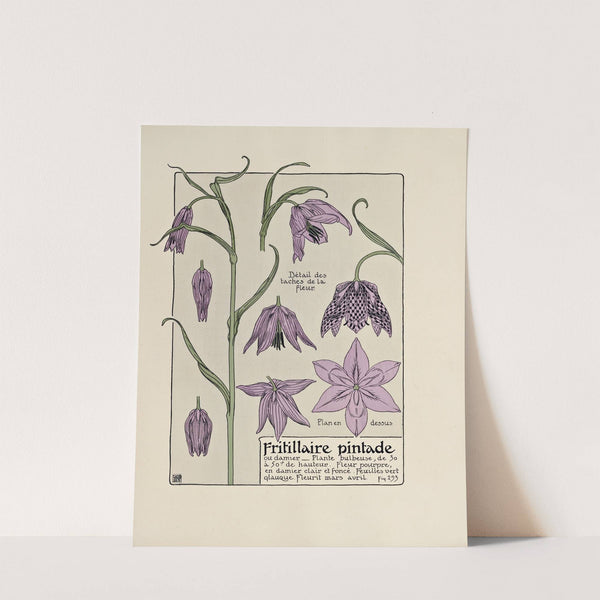 Fritillaire pintade by Maurice Pillard Verneuil