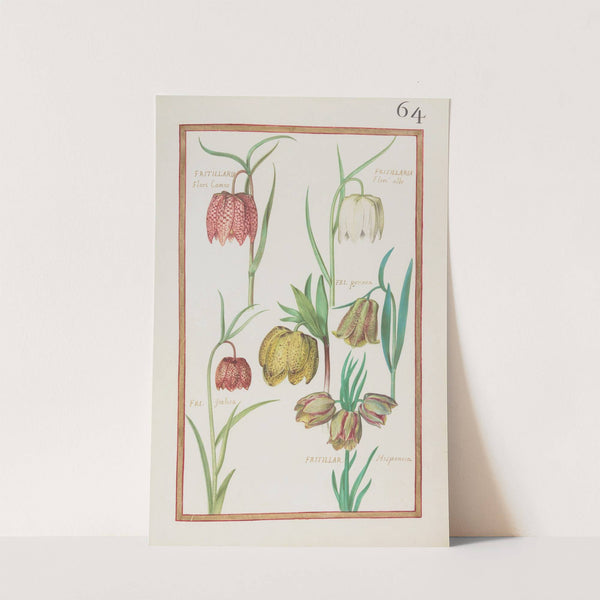 Fritillaria flore cameo ; fritillaria floré albo ; fri. pyrenea ; fri. italica ; fritillar. hispanica (1624) by Daniel Rabel